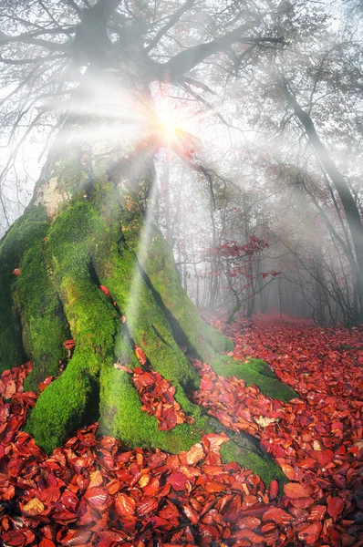 Reggel-a Ködös őszi erdő — Stock Fotó