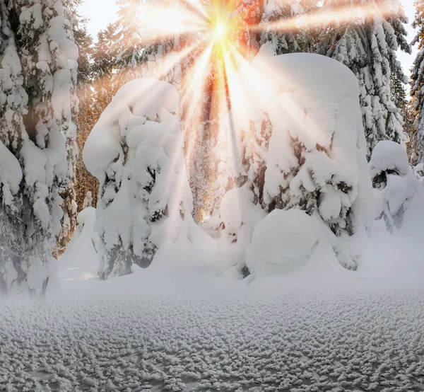 Όμορφο Ουκρανικά Καρπάθια Χιονισμένο Δάσος Απόγευμα — Φωτογραφία Αρχείου