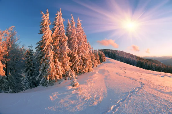 Mountain forest after blizzard — Stock Photo, Image