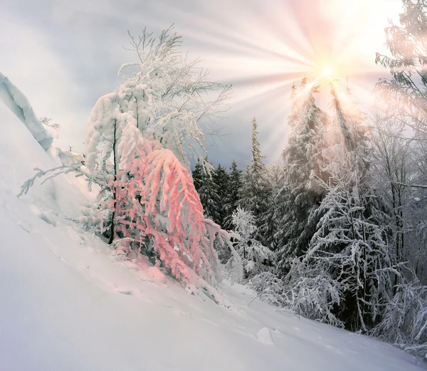 Bergwald nach Schneesturm — Stockfoto