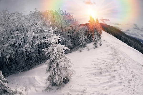 吹雪の後の山の森林 — ストック写真