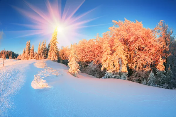 Foresta di montagna dopo bufera di neve — Foto Stock