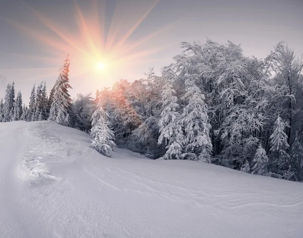 Forêt de montagne après blizzard — Photo