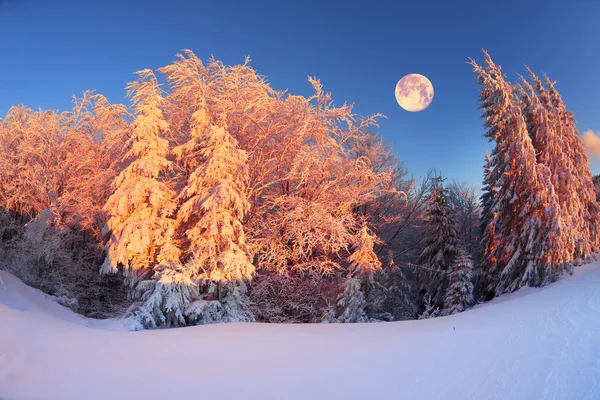 Floresta de montanha após nevasca — Fotografia de Stock
