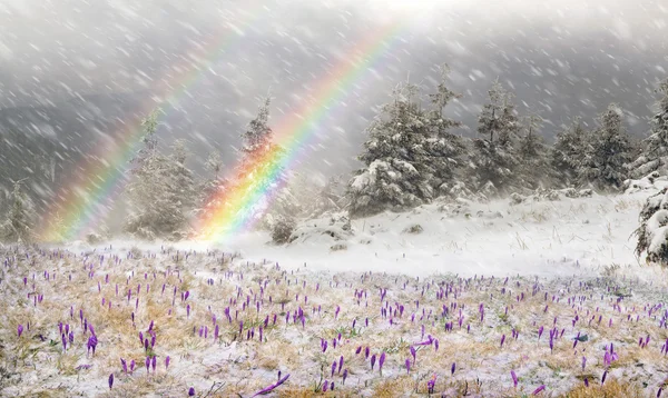 Lente bloemen Krokussen in sneeuw — Stockfoto