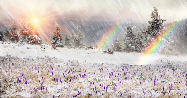 Våren blommor krokusar i snö — Stockfoto