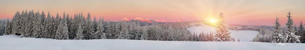 Floresta nevada dos Cárpatos — Fotografia de Stock