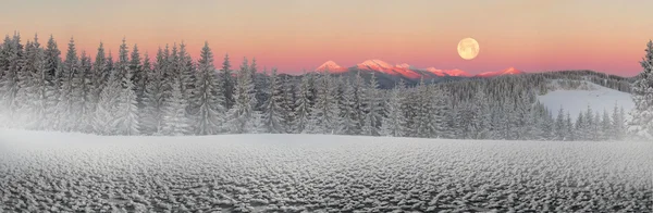 Karpaten schneebedeckter Wald — Stockfoto