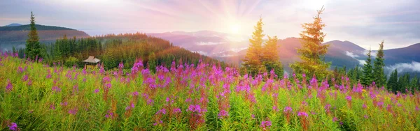 Fleurs saule-herbe dans les montagnes des Carpates — Photo