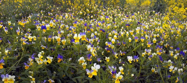 Zarte Blüten tricolor Veilchen — Stockfoto