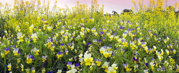 Zarte Blüten tricolor Veilchen — Stockfoto