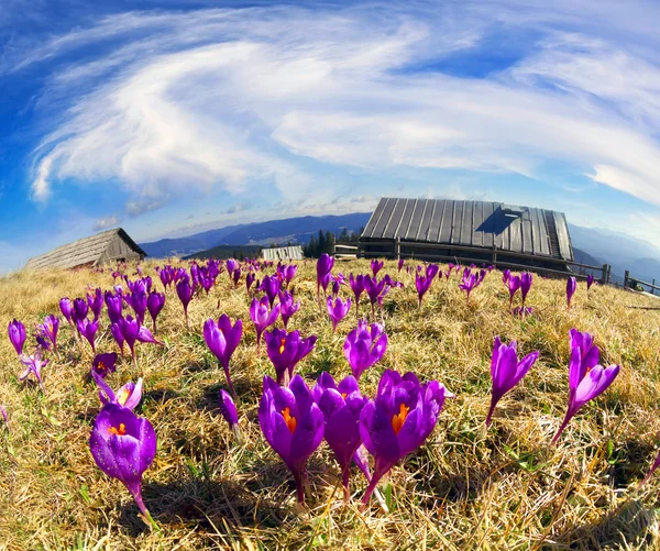 Belas flores da primavera crocos — Fotografia de Stock
