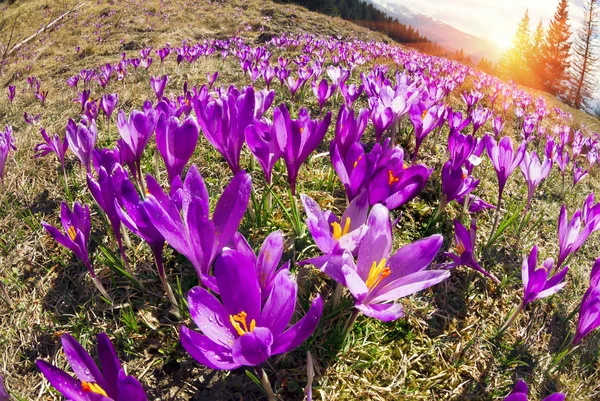 Vårblommor krokusar — Stockfoto