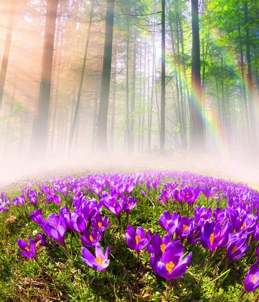 Schöne Frühlingsblumen Krokusse — Stockfoto