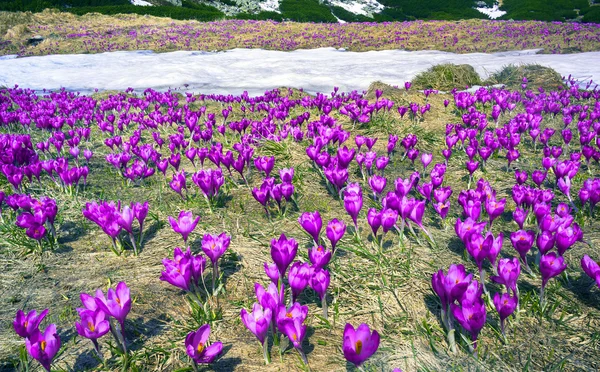 Frühlingsblumen Krokusse in den Karpaten — Stockfoto
