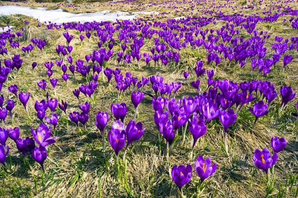 Tavaszi virágok krókuszok a Kárpát-hegység — Stock Fotó