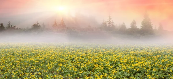 Divoké borovice za svítání — Stock fotografie