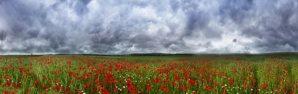 Campo con amapolas florecientes —  Fotos de Stock