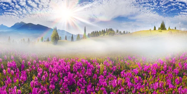 Hermosas flores de montaña rododendros —  Fotos de Stock