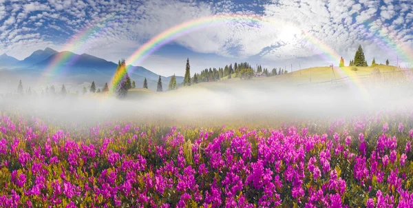 Hermosas flores de montaña rododendros —  Fotos de Stock