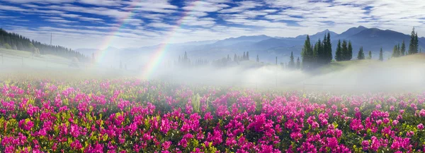 Hermosas flores de montaña rododendros — Foto de Stock