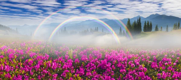 Hermosas flores de montaña rododendros — Foto de Stock