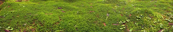 Wild Moss Gryningen Vacker Alpin Skog Karpaterna Ukraina Efter Kraftigt — Stockfoto