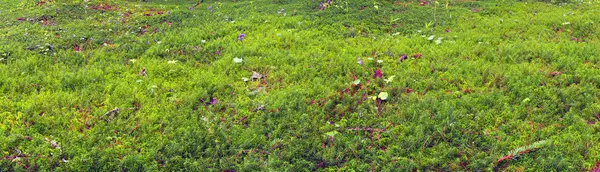 Wild Moss i vacker skog — Stockfoto