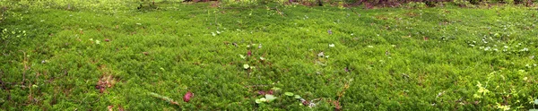 Mousse sauvage dans une belle forêt — Photo