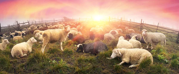 Pastori pascolo bovini nelle montagne dei Carpazi — Foto Stock