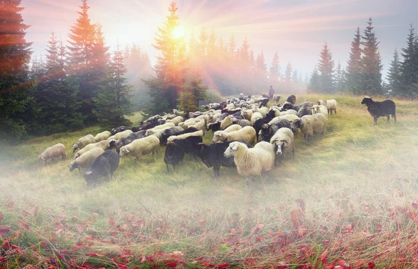 Shepherds graze cattle in Carpathian mountains — Stock Photo, Image