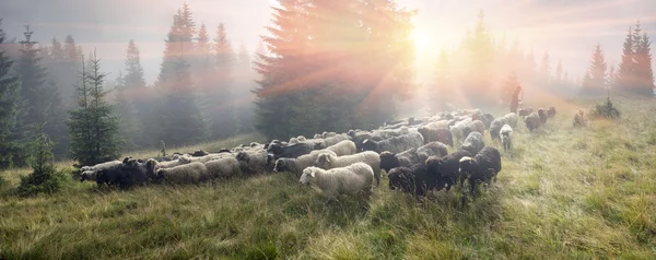 Pastýři pasou dobytek v Karpatských horách — Stock fotografie