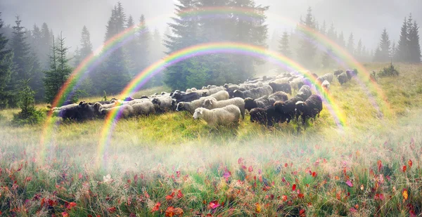 カルパティア山脈での牛の放牧の羊飼い — ストック写真