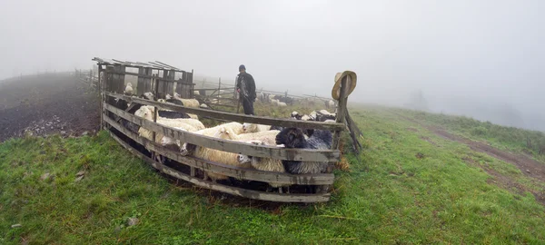 Schapen herd op Karpaten — Stockfoto