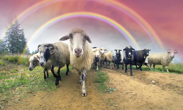 Shepherds graze cattle in Carpathian mountains — Stock Photo, Image