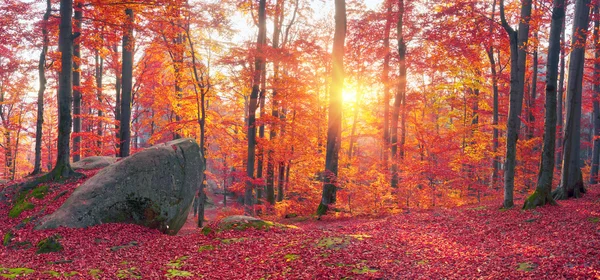 Foresta di faggio e rocce — Foto Stock