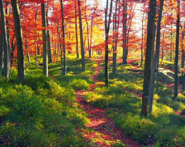 Floresta de faia e pedras — Fotografia de Stock