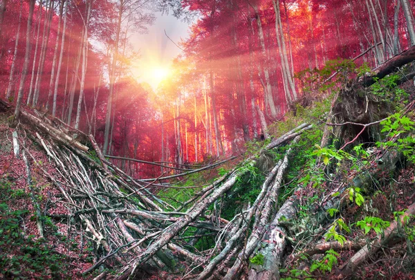 Orkaan in beukenbos — Stockfoto