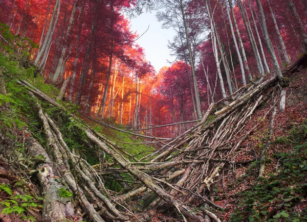 Huragan w lasu bukowego — Zdjęcie stockowe