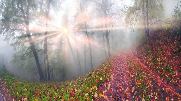 Herbstlandschaft im Bergwald — Stockfoto