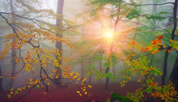 Morgen im nebligen Herbstwald — Stockfoto