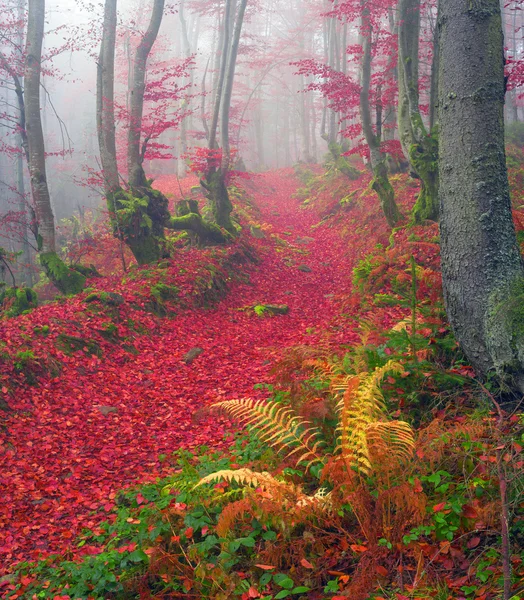 Buczyny jesienią góry — Zdjęcie stockowe
