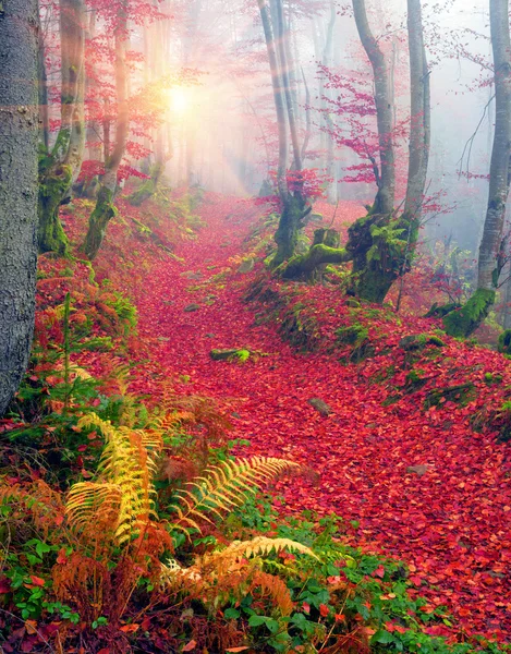 Буковые леса в осенних горах — стоковое фото