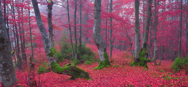 Beukenbos in de herfst bergen — Stockfoto