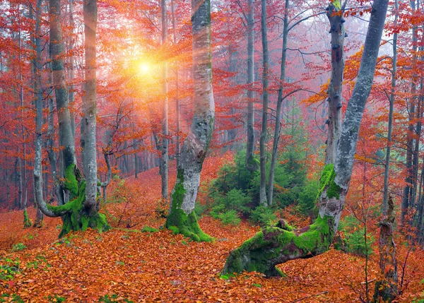 山毛榉森林在秋天山 — 图库照片