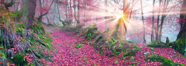 Bosque de haya en otoño Montañas — Foto de Stock