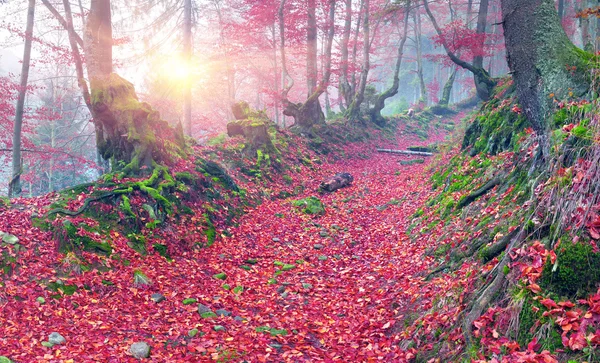 Foresta di faggio in autunno Montagne — Foto Stock