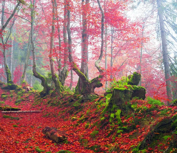 Bosque de haya en otoño Montañas —  Fotos de Stock