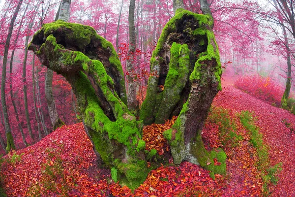 山毛榉森林在秋天山 — 图库照片