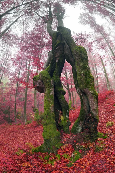 Bosque de haya en otoño Montañas —  Fotos de Stock